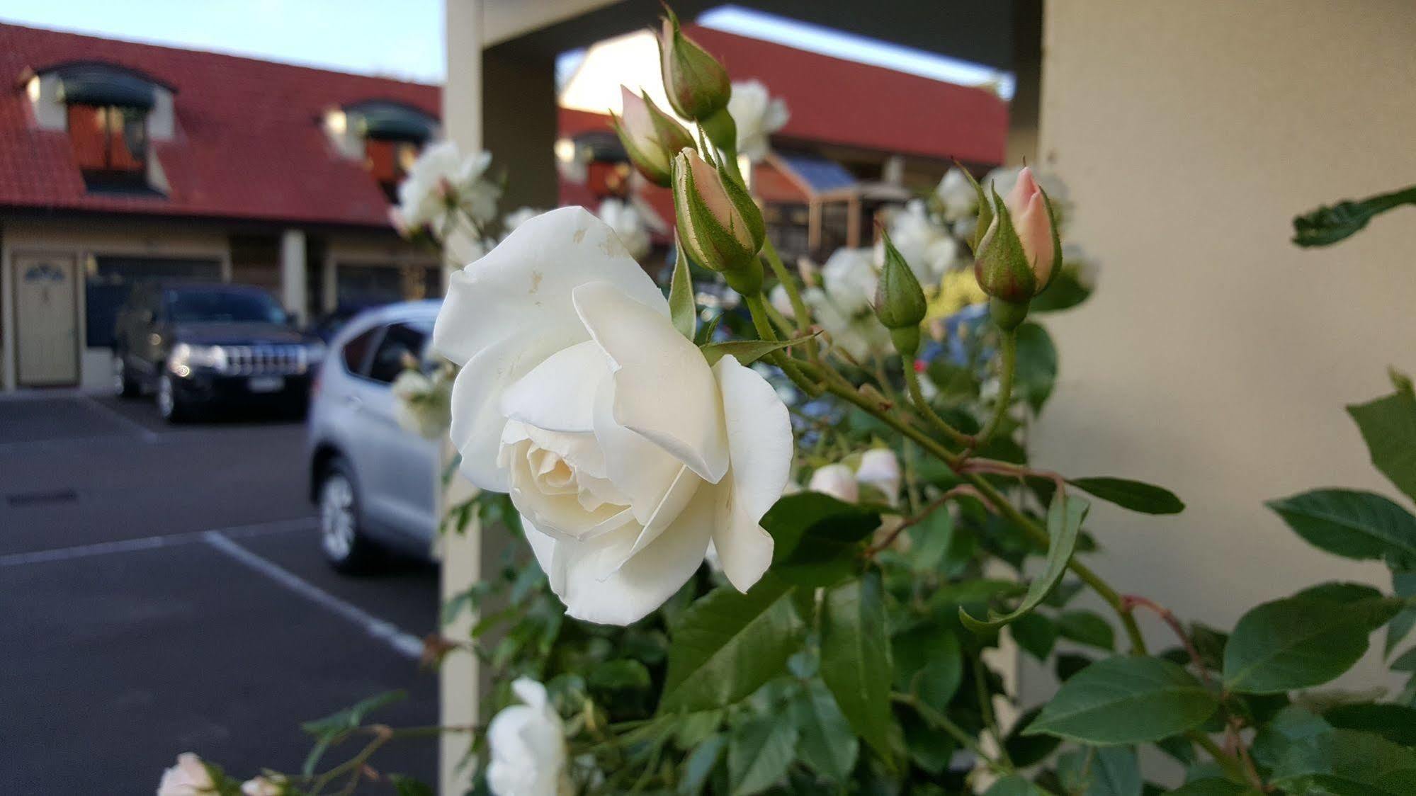 Rose City Motel Palmerston North Exterior foto